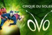 Il Cirque du Soleil a Torino nel 2023 con "OVO": date e biglietti del grande spettacolo