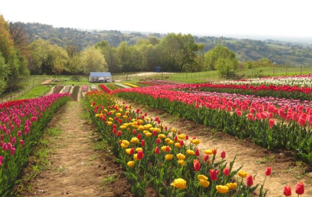 Giardino di Rosero Tulipani Torino 2023