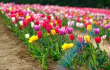 Il Giardino di Rosero: sulla collina di Torino il parco con 50.000 tulipani colorati