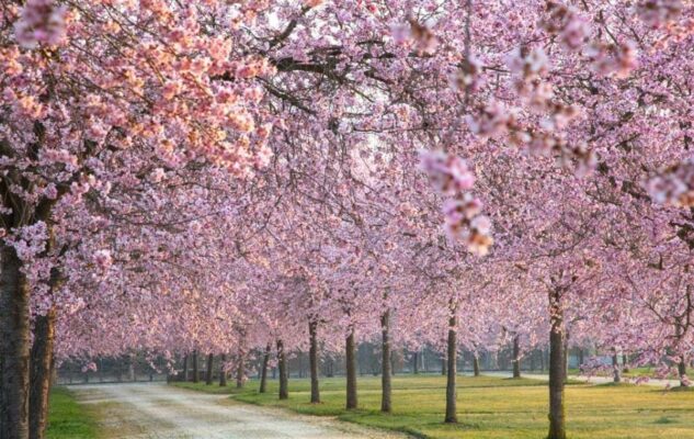 All’ombra dei ciliegi in fiore: un weekend tinto di rosa nei Giardini della Reggia di Venaria