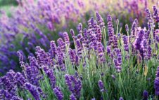 Sale San Giovanni: la Fioritura della Lavanda nel 2023