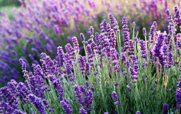 Sale San Giovanni Fioritura Lavanda 2023