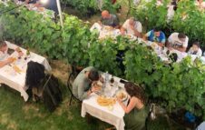 Cena in Vigna 2023: degustazioni sotto le stelle nei vigneti delle Langhe