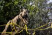 Dinosaurs Live 2023: a Torino il parco giurassico con dinosauri animati