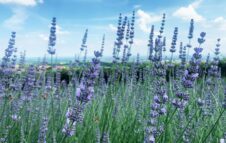 La Lavanda alle porte di Torino: attività e picnic nei campi viola sulla collina di Bricherasio