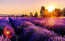 Picnic nei Campi di Lavanda in Piemonte: magici aperitivi sulle colline di Castelnuovo Don Bosco