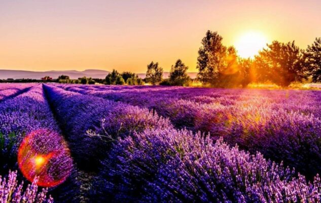 picnic campi lavanda piemonte