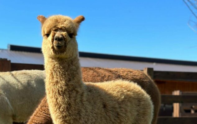 Alpaca Torino passeggiate