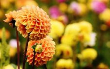 Tre Giorni per il Giardino 2023 al Castello di Masino: fiori, piante e colori d'autunno