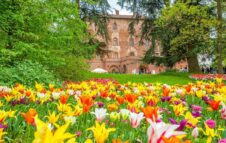 Messer Tulipano 2024 al Castello di Pralormo: passeggiare tra 100.000 tulipani e narcisi