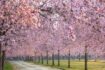 All’ombra dei ciliegi in fiore: concerti, aperitivi e spettacoli alla Reggia di Venaria