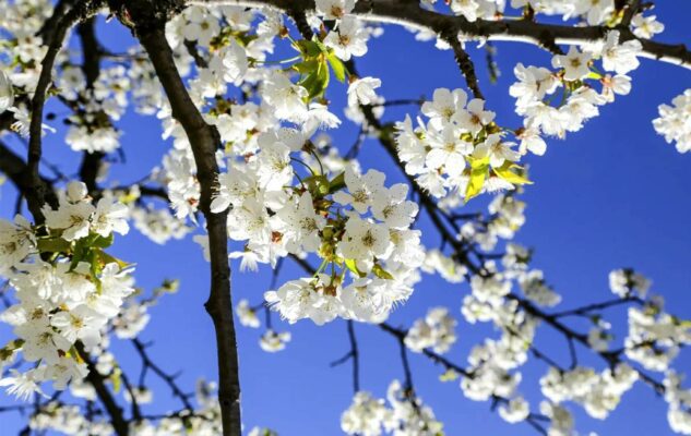 Camminata enogastronomica tra i Ciliegi in Fiore a Pecetto