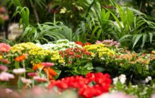 Flor 2024 a Torino: un grande giardino di piante e fiori per la primavera in città