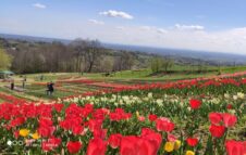 Il Giardino di Rosero: un magico parco con 50.000 tulipani sulla collina di Torino