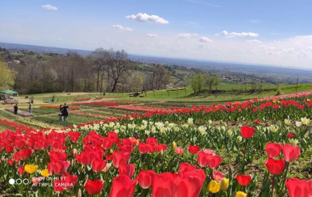 Giardino Rosero Tulipano Torino 2024