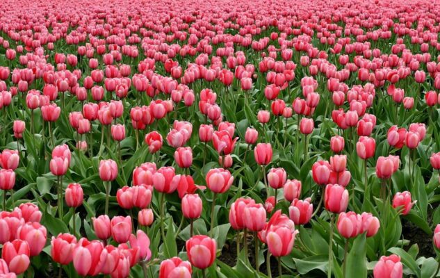 Tulipani a Torino e in Piemonte 2024: dove vedere la fioritura e passeggiare tra i colori