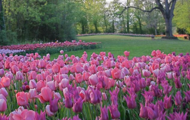 Messer Tulipano: il cambiamento climatico arriva anche a Pralormo e accorcia la fioritura 2024