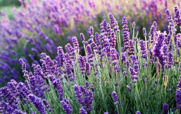 Sale San Giovanni - Fioritura Lavanda 2024