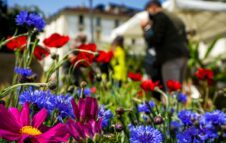 Agriflor Maggio 2024: Piazza Vittorio diventa un giardino con la versione ristretta di Flor