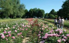 Peonie in Fiore 2024 a Carmagnola: la spettacolare fioritura di oltre 5.000 piante