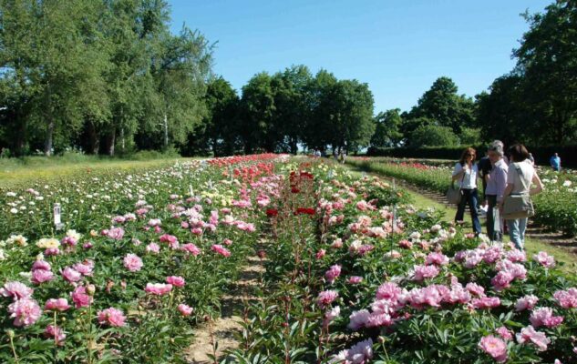 Peonie in Fiore 2024 a Carmagnola