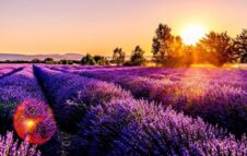 Picnic nei Campi di Lavanda in Piemonte: pranzi e merende sulle colline di Castelnuovo Don Bosco