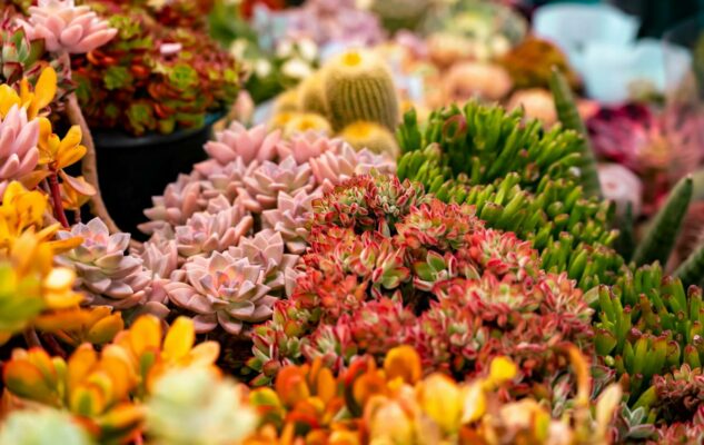 Mercato dei Fiori torna a Torinor Agriflo Maggio 2025