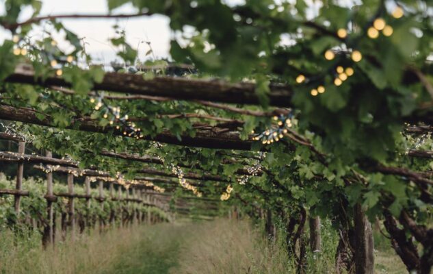 “Drink More Erbaluce”: una giornata tra buon cibo, natura e relax alla Tenuta Roletto