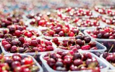 Festa delle Ciliegie 2025 a Pecetto: tradizione, eccellenze e sapori del territorio