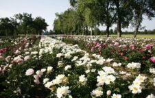 Peonie in Fiore 2025: a Carmagnola la spettacolare fioritura di oltre 4.000 piante