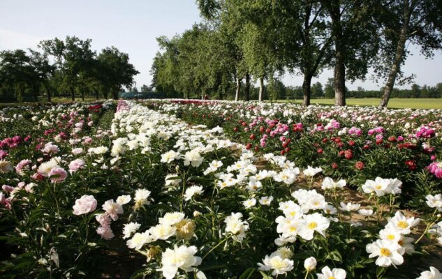 Peonie in Fiore 2025 a Carmagnola