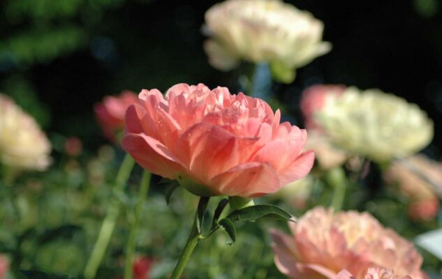 Peonie in Fiore 2025 a Carmagnola