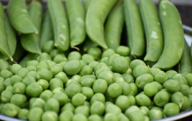Sagra del Pisello 2025 torna a Casalborgone