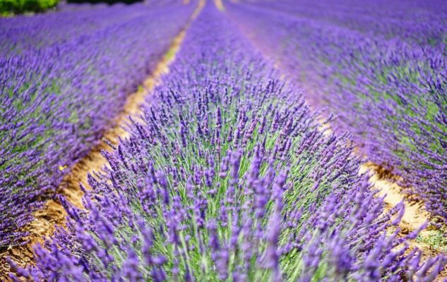 Sale San Giovanni: la Fioritura della Lavanda 2025