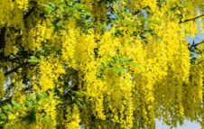 Oulx celebra il Maggiociondolo: un weekend tra fiori, artigianato, street food e tradizioni alpine