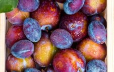 A Pavarolo torna la “Sagra della Brigna Purin-a”: il programma della giornata