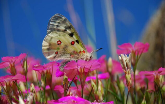Un bioblitz “a caccia” di farfalle in alta valle Po 2025