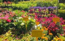 FLOR Estate torna a Bardonecchia: una passeggiata in montagna tra fiori e bellezza