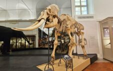 Museo Regionale di Scienze Naturali di Torino: ingresso gratuito ad Agosto 2025