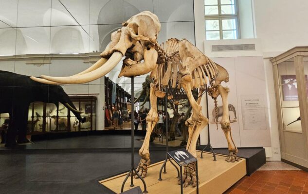 Museo Regionale di Scienze Naturali di Torino: ingresso gratuito ad Agosto 2025