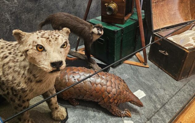 Museo Regionale di Scienze Naturali di Torino: ingresso gratuito ad Agosto 2025