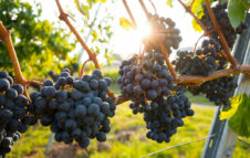 Fiera della Vendemmia 2025 a Villarbasse: il programma completo del weekend
