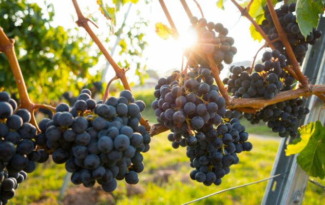 Fiera della Vendemmia 2025 a Villarbasse