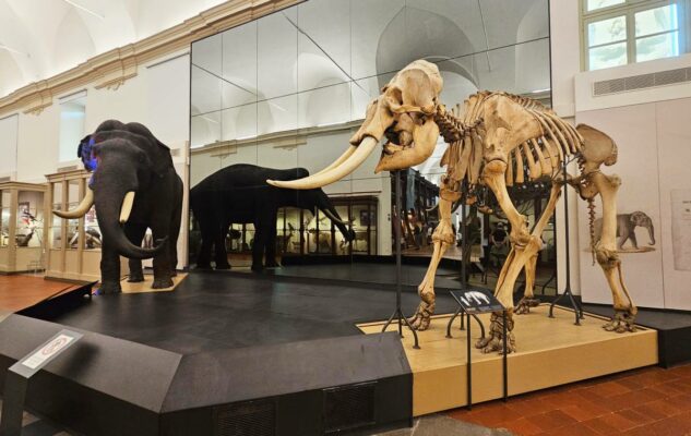 Ingresso Gratuito al Museo di Scienze Naturali di Torino per la Notte dei Ricercatori 2025