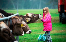 Domenica arriva la Mostra Bovina 2025 a Santa Maria Maggiore tra sfilate e sapori tipici