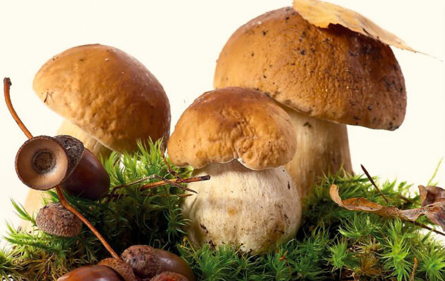 Sagra del Fungo 2025 a Cossano Canavese