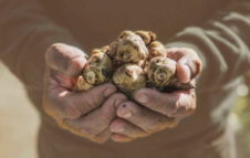 Torna la Sagra Regionale del Ciapinabò 2025: Carignano celebra il “suo” topinambur