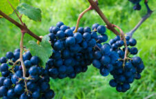 Arriva l’88ª Sagra dell’Uva Quagliano a Costigliole Saluzzo per tre giorni di vino e tradizione