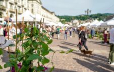 Domenica torna il Mercato dei Fiori a Torino tra piante e sfumature d'autunno