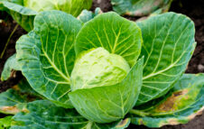 Cavoli Tuoi 2025: Mondovì celebra i sapori d’autunno tra cavoli, verdure e prodotti tipici